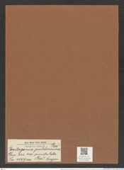 Entogonia pulcherrrima var. punctulata (Grev.) Bergon. (de-Toni-Nr.: Genus 141, Species 4077) Zeichnungen Sammlung Grunow Mappe 04089 (Herbarium_W_Grunow_drawings_Folder_04089)